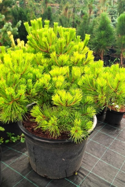 Сосна густоквіткова ‘Лоу Глоу’|Pinus densiflora ‘Low Glow’|Сосна густоцветная ‘Лоу Глоу’